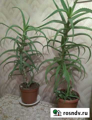 Алоэ Старый Оскол - изображение 1