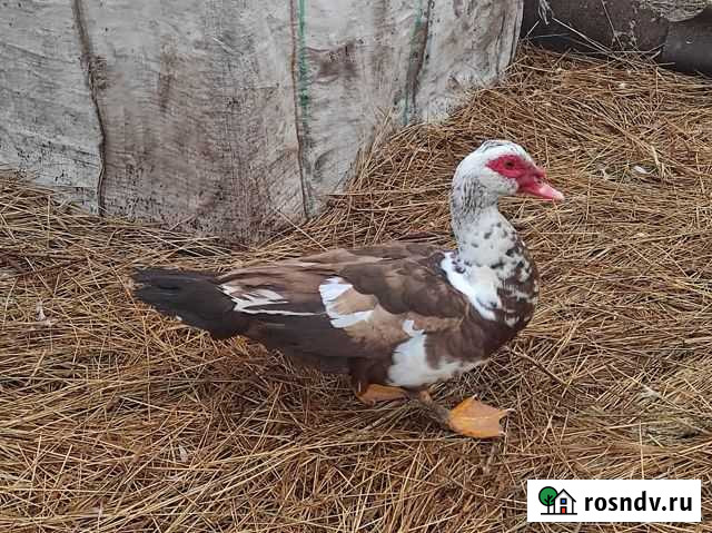 Мускусные утки, селезни Каневская - изображение 1