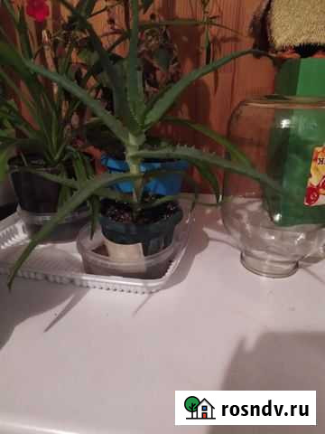 Алоэ Ульяновск - изображение 1