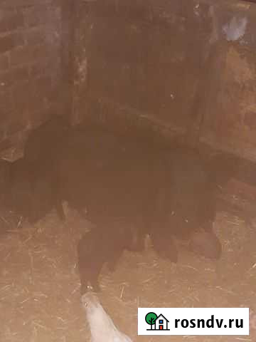 Вьетнамск вислобрюхий поросенок Актюбинский - изображение 1