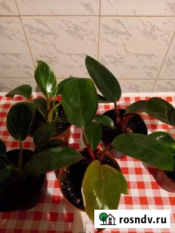 Филодендрон Липецк - изображение 1