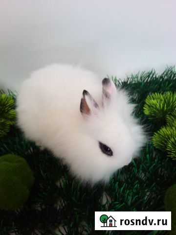 Кролик карликовый. Декоративный Калуга - изображение 1