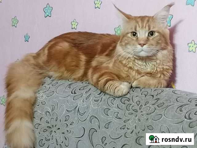 Кот мейн-кун Добрянка - изображение 1