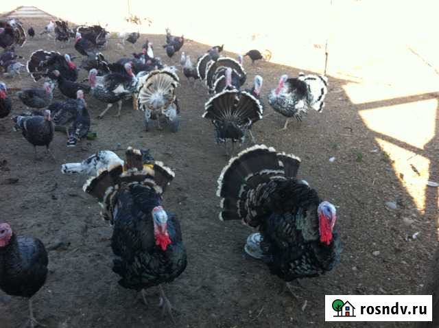 Индюки домашние степные (Самцы) Курская - изображение 1
