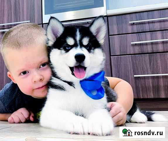 Малыши Хаски, Шикарные Собачки для вас Брянск - изображение 1