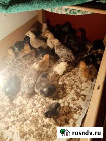 Птицы Коркино - изображение 1