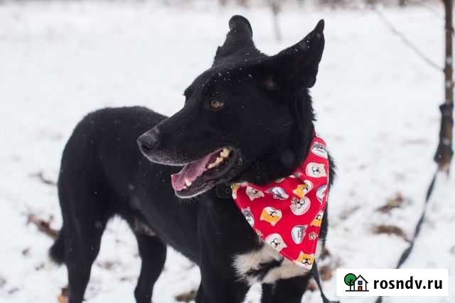 Молодой,крупный, красивый Иваново - изображение 1