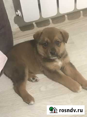 Щенок отдам в добрые руки Пенза - изображение 1
