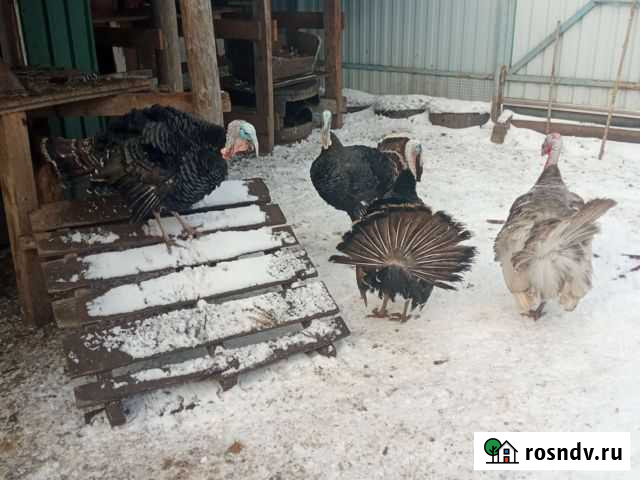 Индюк Рузаевка - изображение 1