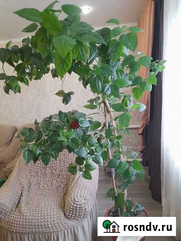 Цветущая роза Табуны - изображение 1