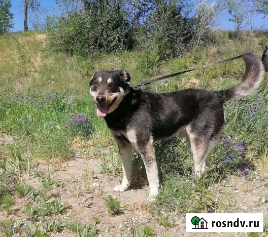 Собака Джексон Самара - изображение 1