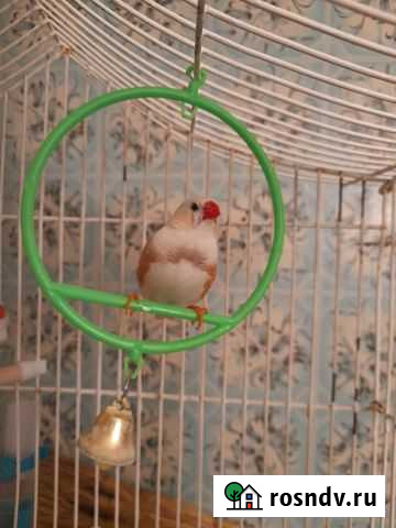 Амадины Белоусово - изображение 1