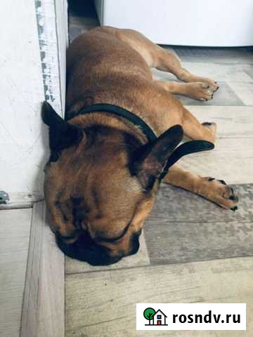 Французский бульдог вязка Ростов-на-Дону - изображение 1