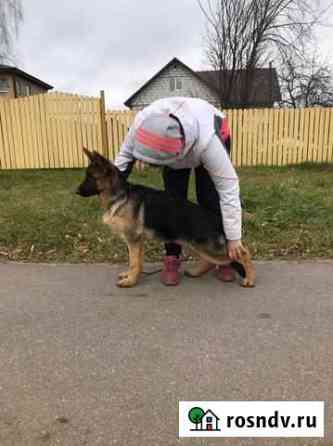Щенок немецкой овчарки Серпухов