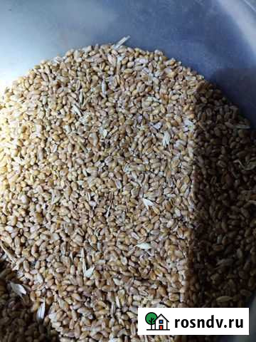 Пшеница и кукуруза и прочие товары для живртных Кашира - изображение 1