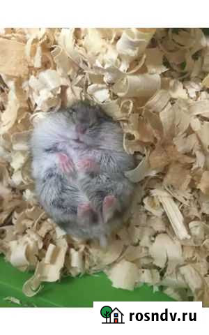 Домашние животные Сочи - изображение 1