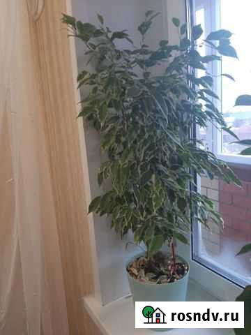 Фикус бенджамина пестролистный Медведево - изображение 1