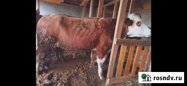 Бычки Хасавюрт - изображение 1