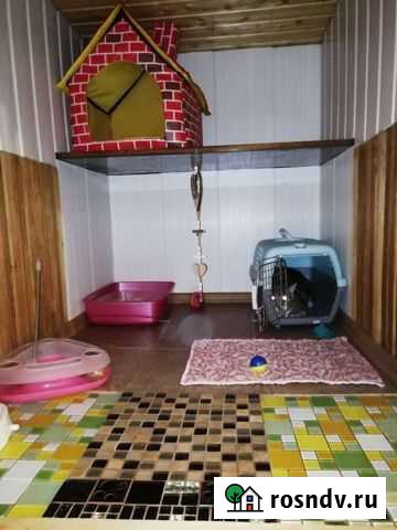 Зоогостинница для домашних кошек Петропавловск-Камчатский - изображение 1