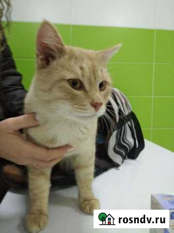 Кот Нефтеюганск - изображение 1