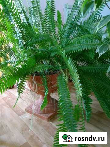 Нефролепис Нальчик - изображение 1