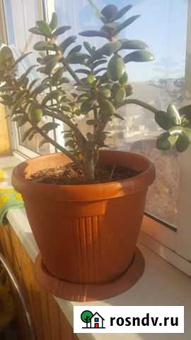 Толстянка Улан-Удэ - изображение 1