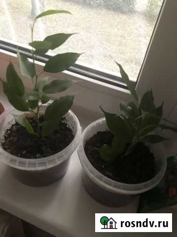 Растения Владимир - изображение 1