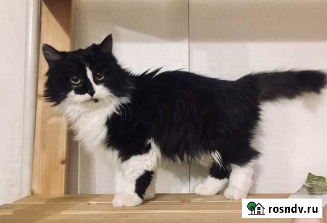 Котенок сибирский Пенза - изображение 1