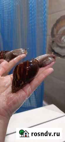 Моллюск гигантская африканская улитка Ахатина Новоуральск - изображение 1