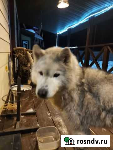 Сибирский хаски Отрадное - изображение 1