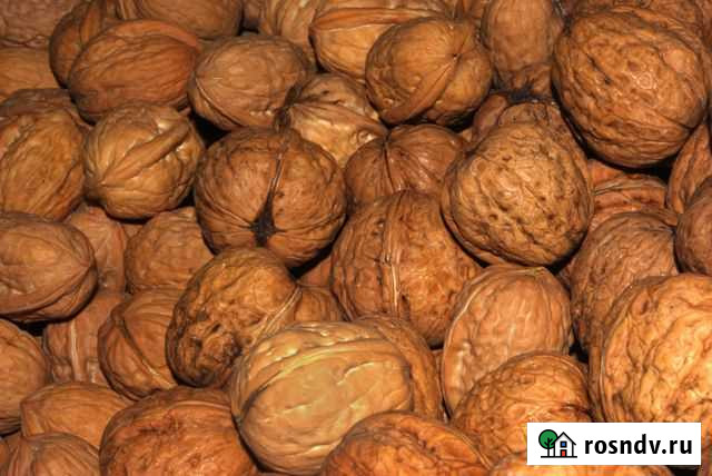 Семена грецкого ореха Новошахтинск - изображение 1