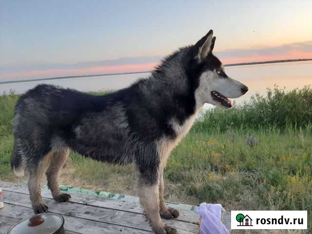 Ищем жениха Шадринск - изображение 1