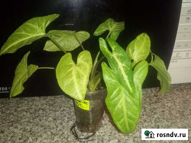 Сингониумы сортовые 1 часть Новомосковск - изображение 1