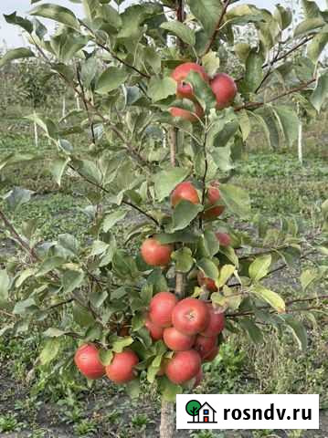 Яблоневый сад Стрелецкое - изображение 1