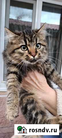 Кошка Керчь - изображение 1