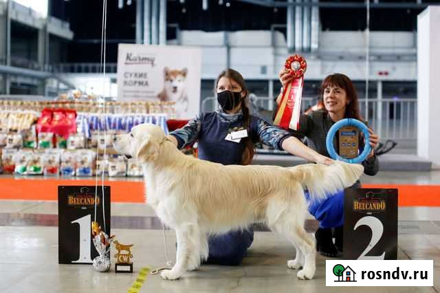 Щенки золотистого ретривера Каменск-Уральский - изображение 1