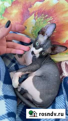 Канадский сфинкс Анжеро-Судженск - изображение 1