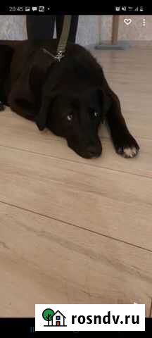 В дар в добрые руки Ульяновск - изображение 1