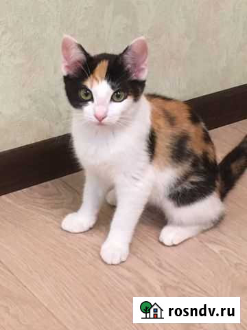 Кошка Брянск - изображение 1