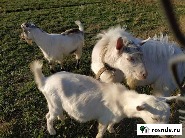 Зааненские козлики на племя Разумное - изображение 1