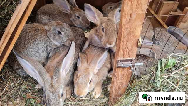 Кролики мясных пород Домодедово - изображение 1