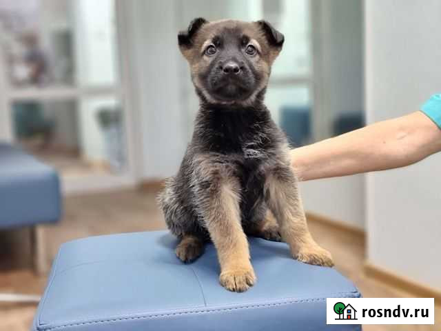 Щенок Хлоя 2,5 мес среднего роста, в семью, привез Новосибирск - изображение 1