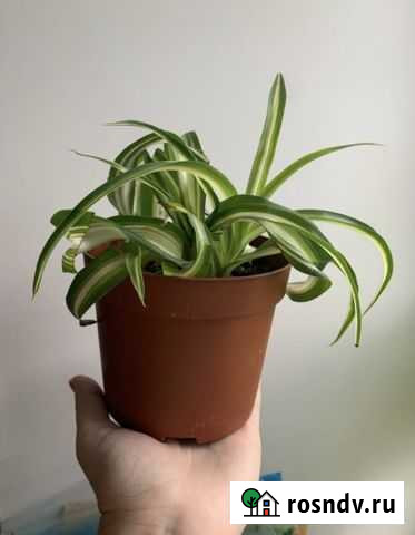 Хлорофитум кудрявый илм хохлатый Дзержинск - изображение 1