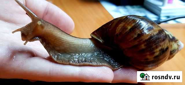 Улитка Цивильск - изображение 1