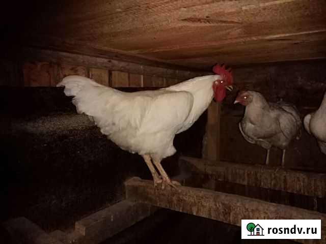 Продам петуха Петровск - изображение 1