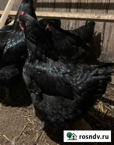 Инкубационное яйцо джерсийский гигант Ленинск - изображение 1