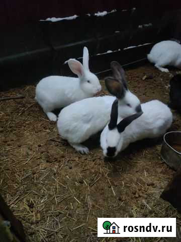 Продаю кроликов Прямицыно - изображение 1