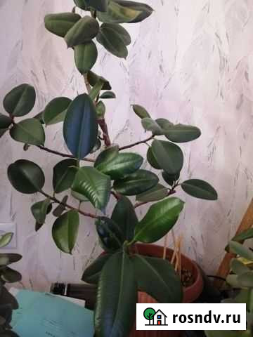 Комнатные цветы Магнитогорск - изображение 1