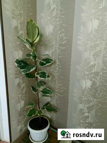 Фикус Губкин - изображение 1