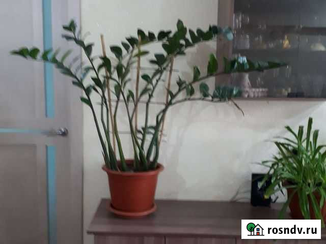 Замиокулькас Ангарск - изображение 1